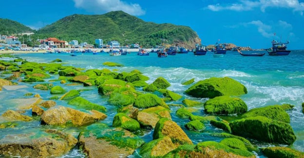 Làng chài Nhơn Hải vào mùa rêu xanh