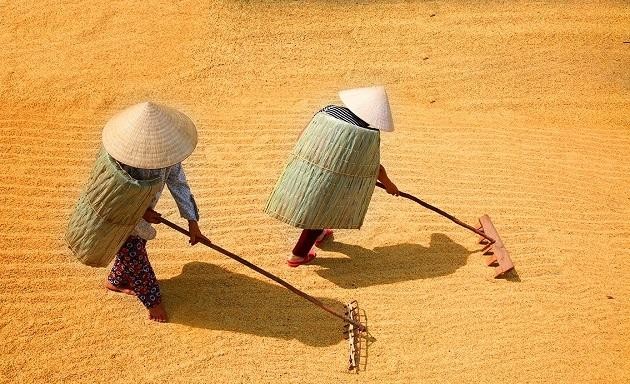 Áo tơi: Sự khéo léo trong việc sử dụng tài nguyên thiên nhiên