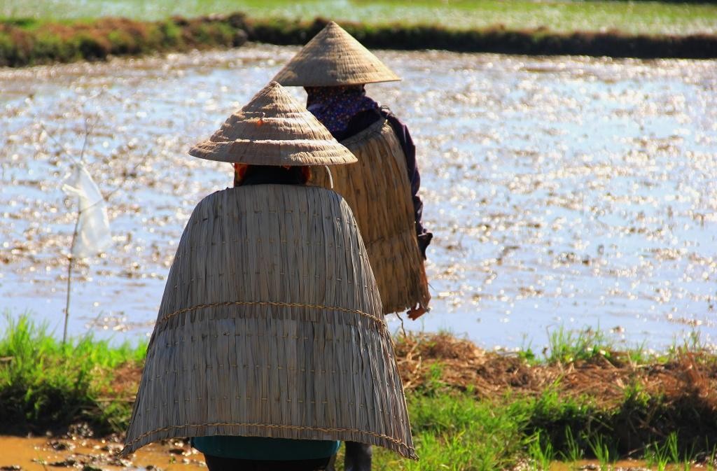 Áo tơi: Sự khéo léo trong việc sử dụng tài nguyên thiên nhiên