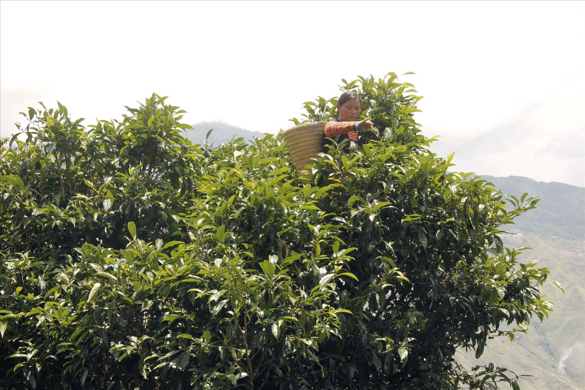 Chè Shan Tuyết Tà Xùa: Hương vị cao nguyên tinh túy Chè Shan Tuyết Tà Xùa: Hương vị cao nguyên tinh túy