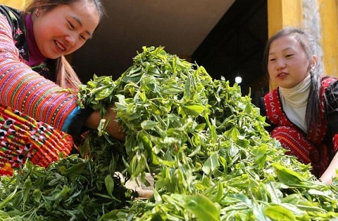 Chè Shan Tuyết Tà Xùa: Hương vị cao nguyên tinh túy
