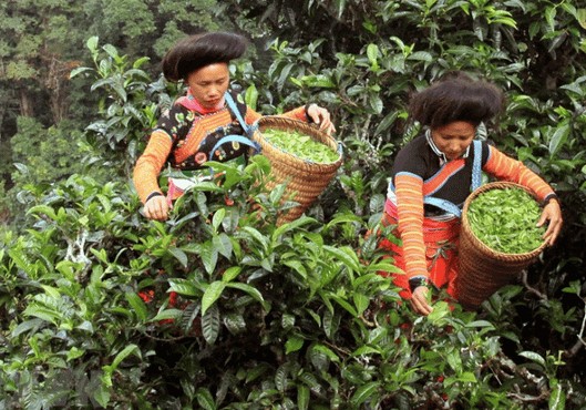 Chè Shan Tuyết Tà Xùa: Hương vị cao nguyên tinh túy Chè Shan Tuyết Tà Xùa: Hương vị cao nguyên tinh túy