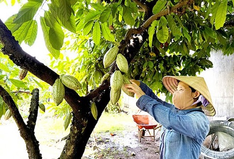 Đồng Nai Có thêm 2 huyện nông thôn mới nâng cao
