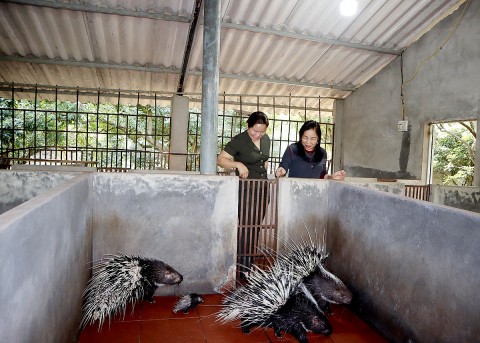 ha giang hieu qua kinh te cao tu mo hinh nuoi nhim