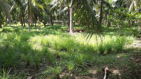 Tỉnh Bến Tre quyết tâm phát triển ngành NN&PTNT năm 2025
