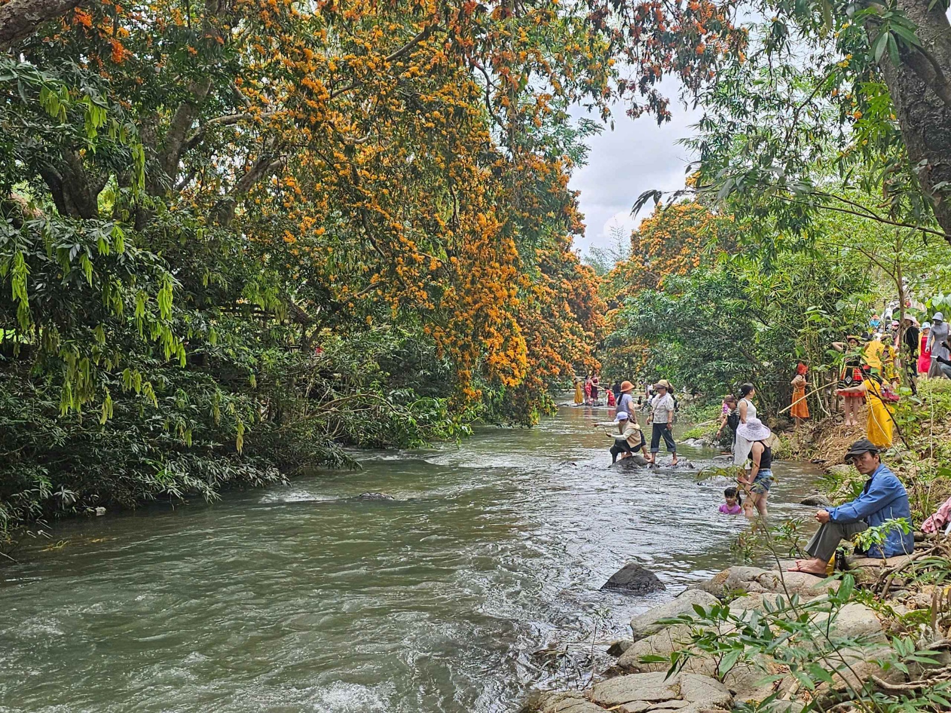 Bình Định: Du khách nô nức lên suối Tà Má thưởng ngoạn hương sắc hoa Trang Bình Định: Du khách nô nức lên suối Tà Má thưởng ngoạn hương sắc hoa Trang