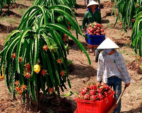 binh thuan huong toi xuat khau san pham ocop che bien tu thanh long