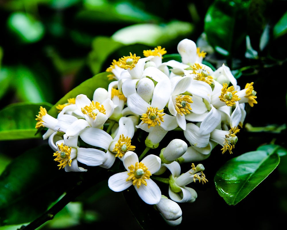 Hoa tháng 3 Hoa tháng 3