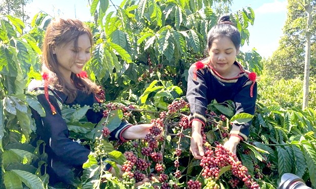Một mô hình liên kết sản xuất, tiêu thụ cà phê theo chuỗi giá trị sản phẩm gắn với du lịch sinh thái tại xã Ea Kao (TP. Buôn Ma Thuột). Một mô hình liên kết sản xuất, tiêu thụ cà phê theo chuỗi giá trị sản phẩm gắn với du lịch sinh thái tại xã Ea Kao (TP. Buôn Ma Thuột).