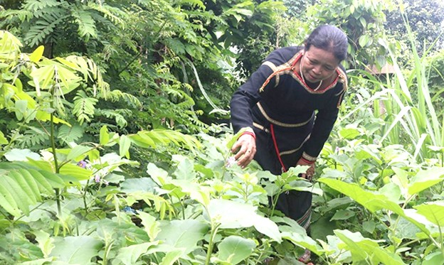 Người dân Điểm du lịch buôn Tơng Jú (xã Ea Kao, TP. Buôn Ma Thuột) cải tạo những khoảng đất trống  sau nhà để trồng các loại rau truyền thống. Người dân Điểm du lịch buôn Tơng Jú (xã Ea Kao, TP. Buôn Ma Thuột) cải tạo những khoảng đất trống  sau nhà để trồng các loại rau truyền thống.