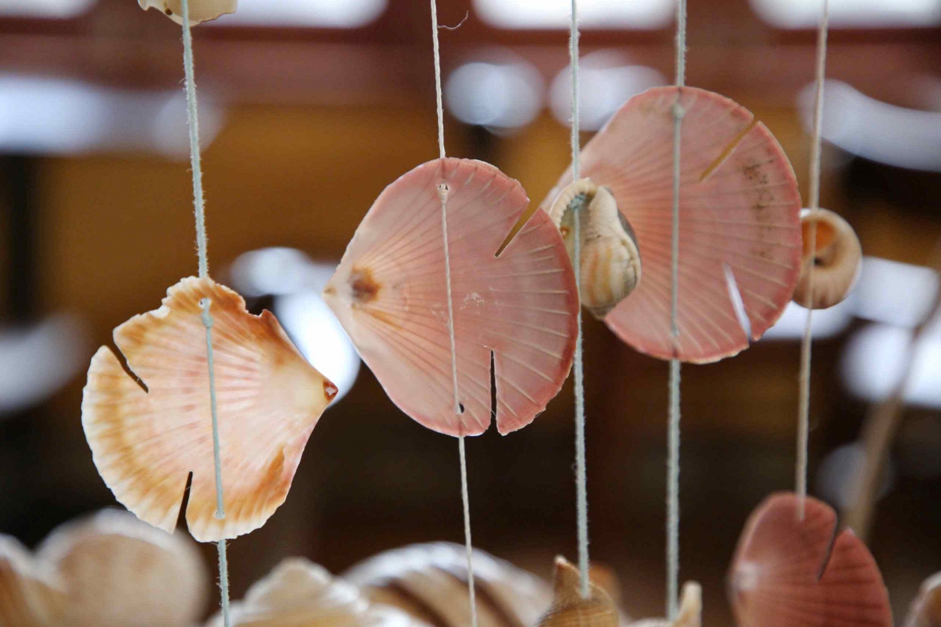 Quảng Nam: Mãn nhãn với sản phẩm nghệ thuật làm từ vỏ ốc, sò biển Quảng Nam: Mãn nhãn với sản phẩm nghệ thuật làm từ vỏ ốc, sò biển