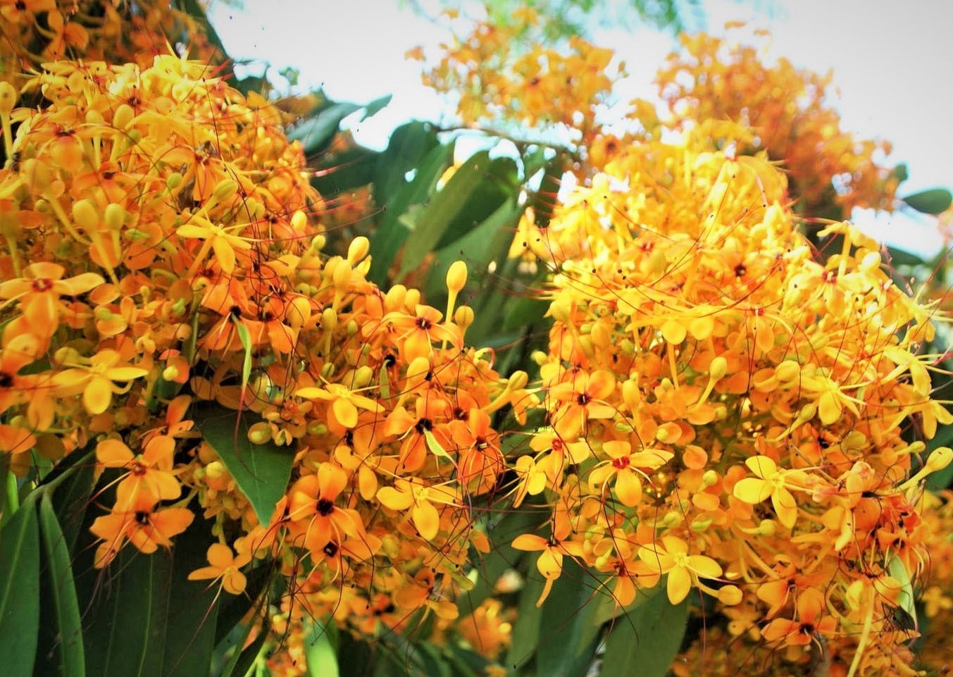 Về Phú Túc ngắm hoa rì nở Về Phú Túc ngắm hoa rì nở