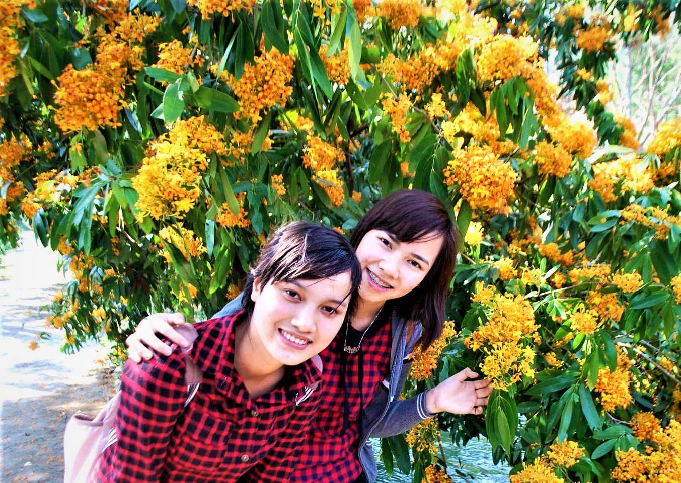 Về Phú Túc ngắm hoa rì nở Về Phú Túc ngắm hoa rì nở