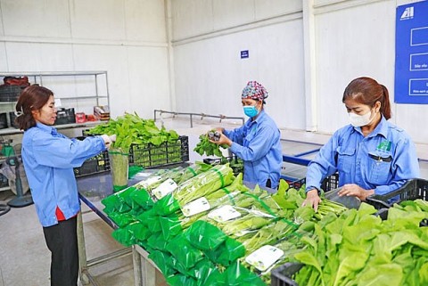 ha noi phat trien vung nguyen lieu san pham ocop