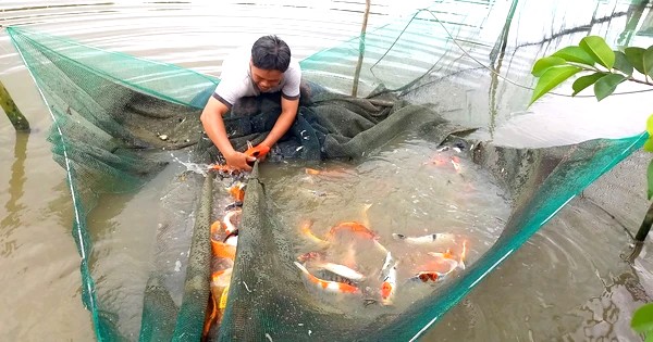 Làng nghề nuôi cá triệu đô Làng nghề nuôi cá triệu đô