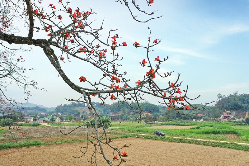 Mùa hoa gạo Mùa hoa gạo