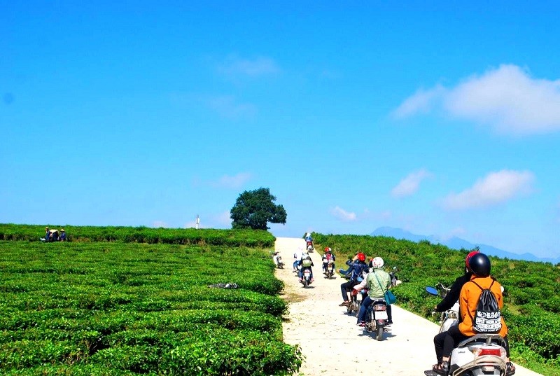 Du khách tham quan đồi chè bằng xe máy.