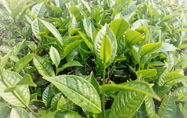 Mường Khương (Lào Cai): Nông dân bước vào thu hoạch chè vụ Xuân Mường Khương (Lào Cai): Nông dân bước vào thu hoạch chè vụ Xuân