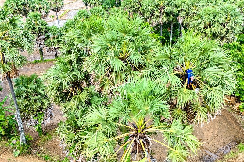 Nghề ăn cơm dưới đất, làm việc trên trời Nghề ăn cơm dưới đất, làm việc trên trời