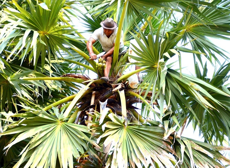 Nghề ăn cơm dưới đất, làm việc trên trời Nghề ăn cơm dưới đất, làm việc trên trời