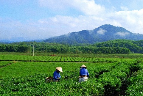 Nông trường chè Quyết Thắng - Viên ngọc xanh giữa miền sơn cước