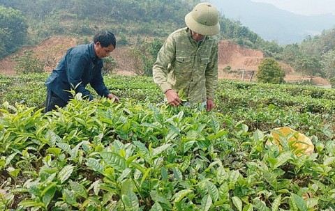 muong khuong lao cai nong dan buoc vao thu hoach che vu xuan