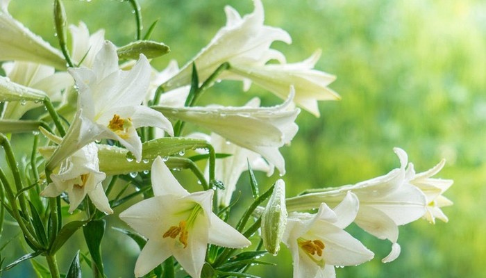 Khúc giao mùa tháng tư