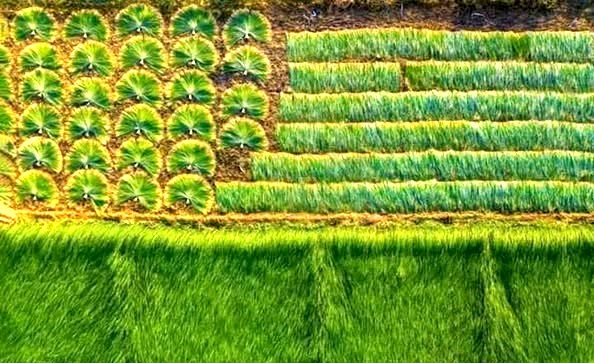 “Lát Càng Long” – Khẳng định vị thế, mở rộng thị trường cho sản phẩm làng nghề