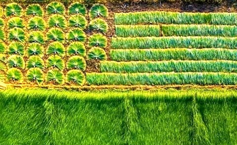 lat cang long khang dinh vi the mo rong thi truong cho san pham lang nghe