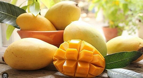 Nhãn hiệu chứng nhận "xoài cát chu Cầu Kè"