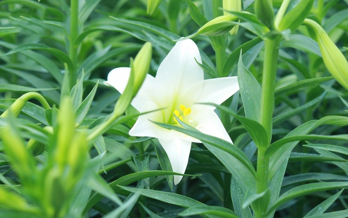 Khúc giao mùa tháng tư