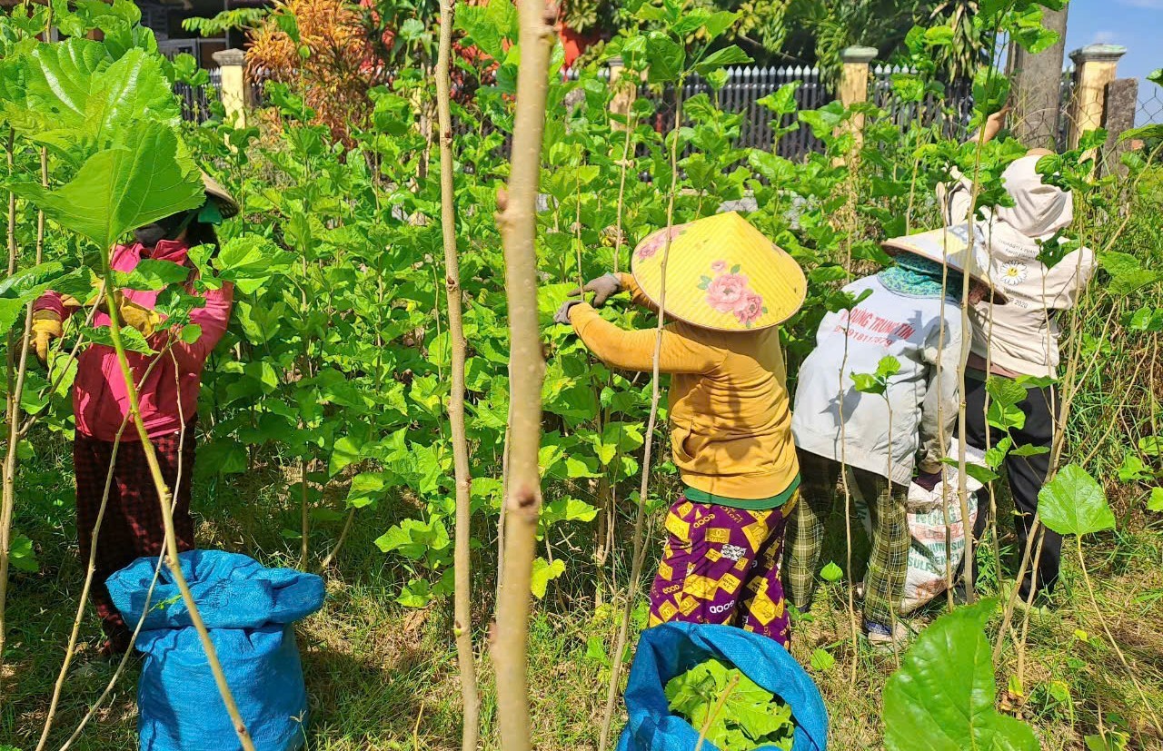 Phú Yên: Phát triển bền vững Làng nghề trồng dâu nuôi tằm xã Hòa Phong