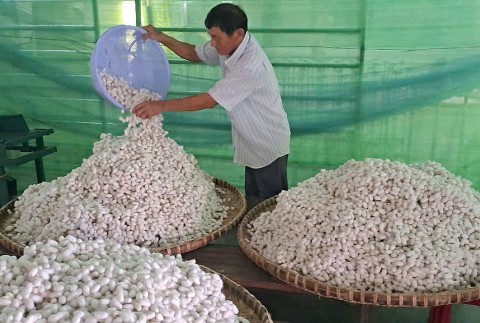 Phú Yên: Phát triển bền vững Làng nghề trồng dâu nuôi tằm xã Hòa Phong