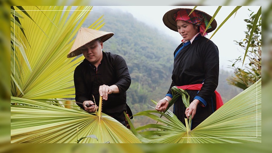 Lào Cai: Nghề làm nón lá cọ Bản Liền Lào Cai: Nghề làm nón lá cọ Bản Liền