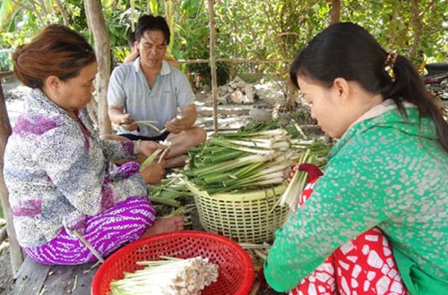 Lột, chẻ bồn bồn để làm dưa. Lột, chẻ bồn bồn để làm dưa.