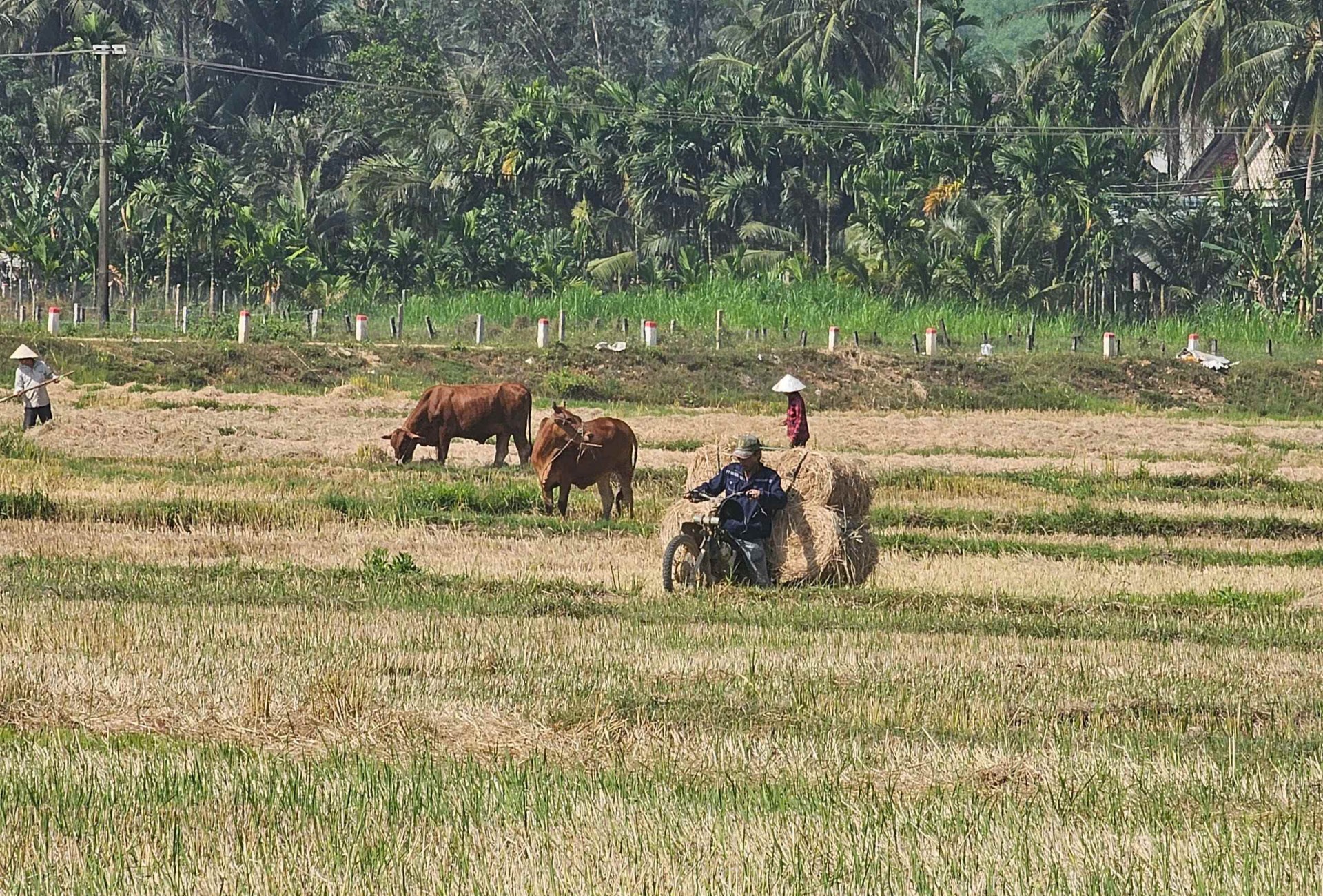 Bình Định: Ân Hảo Tây vượt khó về đích nông thôn mới Bình Định: Ân Hảo Tây vượt khó về đích nông thôn mới
