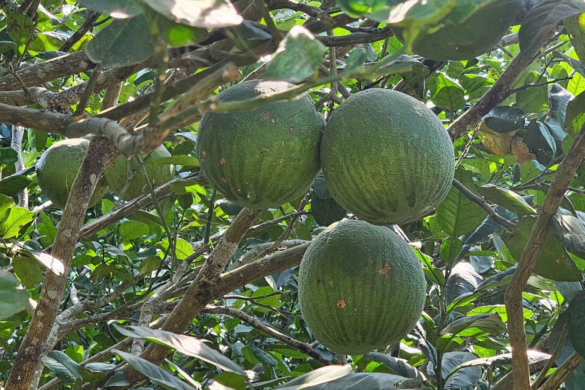 Bình Định: Ân Hảo Tây vượt khó về đích nông thôn mới Bình Định: Ân Hảo Tây vượt khó về đích nông thôn mới