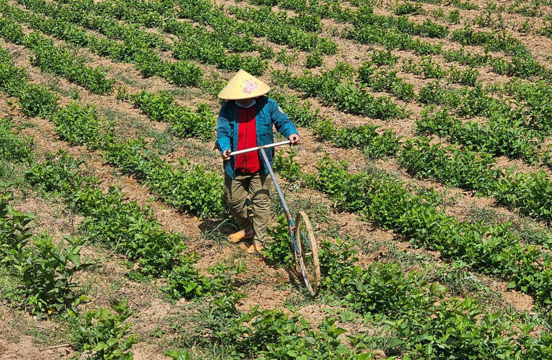 Bình Định: Ân Hảo Tây vượt khó về đích nông thôn mới Bình Định: Ân Hảo Tây vượt khó về đích nông thôn mới
