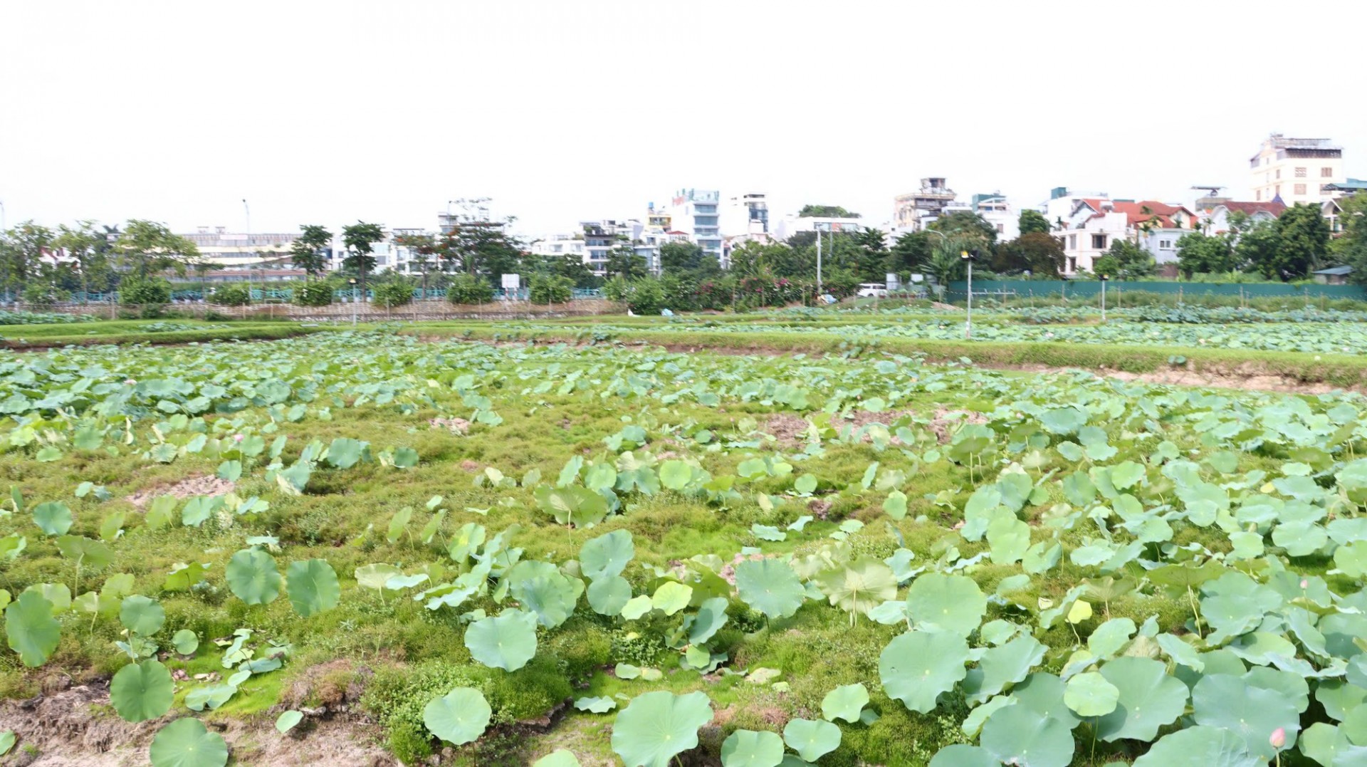 Sen Tây Hồ nổi tiếng ở Hà Nội và các tỉnh, thành. Ảnh: VGP/Thiện Tâm Sen Tây Hồ nổi tiếng ở Hà Nội và các tỉnh, thành. Ảnh: VGP/Thiện Tâm