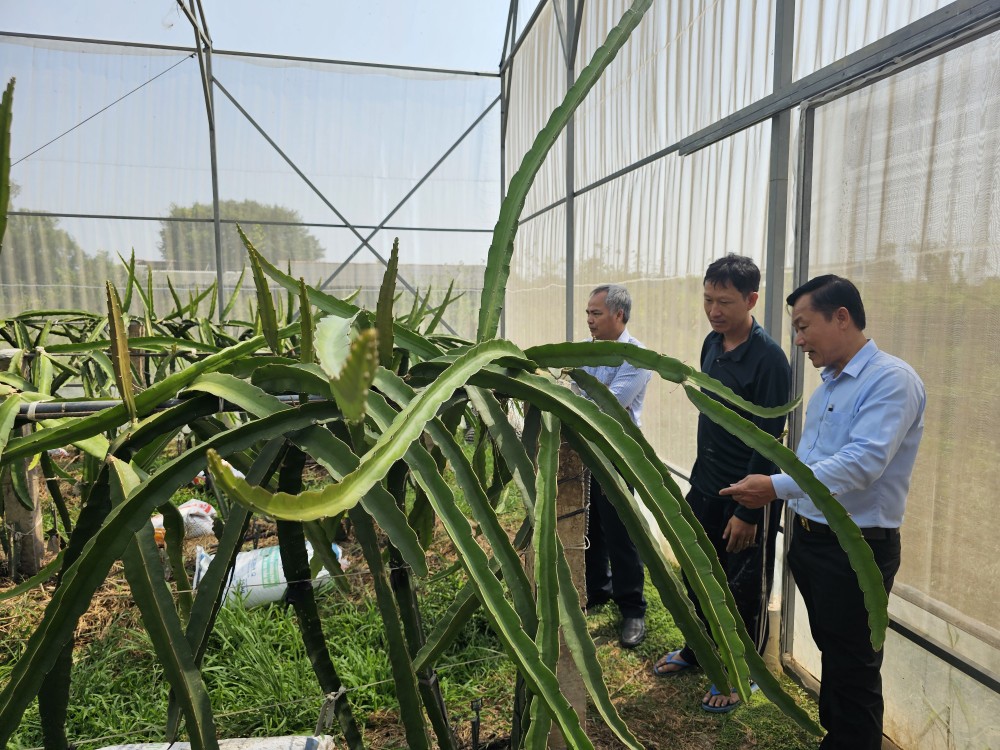 Bí thư Huyện ủy Châu Thành - Lê Quốc Dũng khảo sát mô hình trồng thanh long trong nhà lưới của anh Phan Phúc Thiện (xã Bình Quới, huyện Châu Thành) Bí thư Huyện ủy Châu Thành - Lê Quốc Dũng khảo sát mô hình trồng thanh long trong nhà lưới của anh Phan Phúc Thiện (xã Bình Quới, huyện Châu Thành)