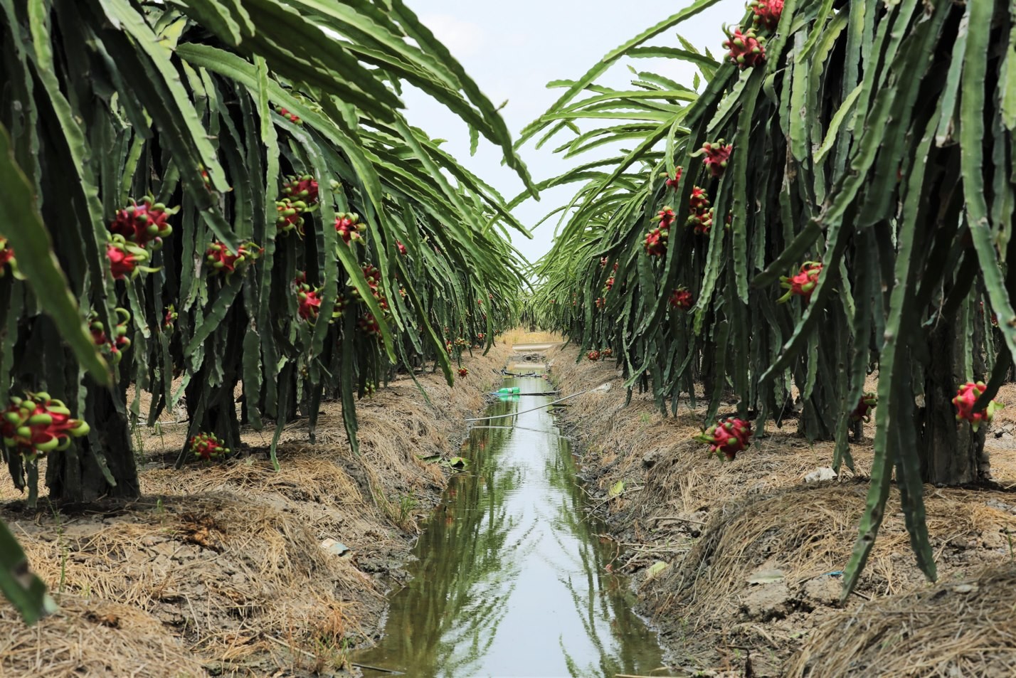 Từ Nhật Bản trở về, anh nông dân trẻ "thay áo mới" cho thanh long quê nhà