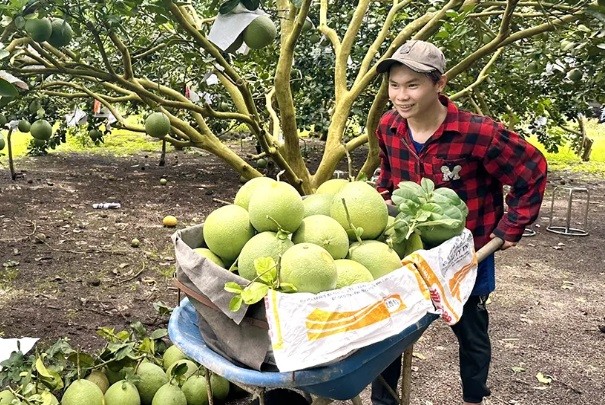 Ngoài thu hoạch nông sản, nông dân các nhà vườn tăng thêm thu nhập từ phục vụ du lịch. Trong ảnh: Vườn bưởi VietGAP của nông dân H.Xuân Lộc