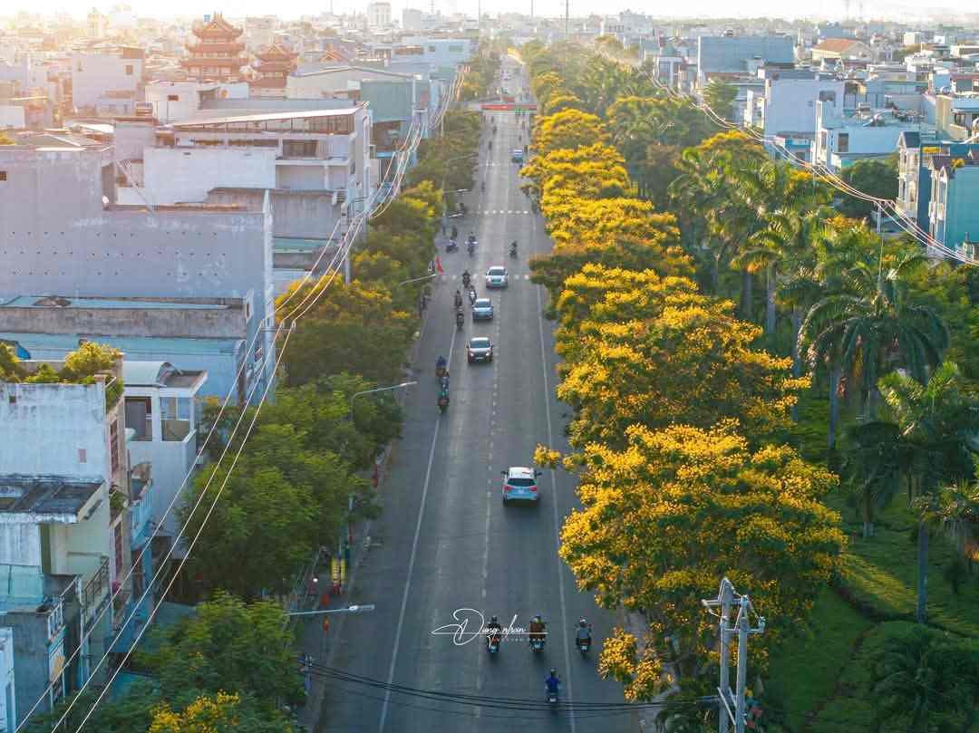 Thành phố biển Quy Nhơn rực rỡ sắc vàng hoa lim xẹt Thành phố biển Quy Nhơn rực rỡ sắc vàng hoa lim xẹt