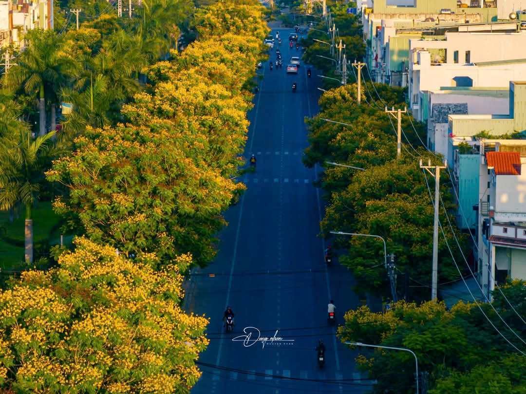 Thành phố biển Quy Nhơn rực rỡ sắc vàng hoa lim xẹt Thành phố biển Quy Nhơn rực rỡ sắc vàng hoa lim xẹt