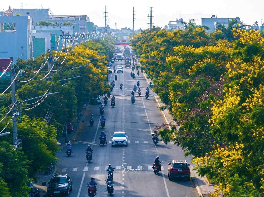 Thành phố biển Quy Nhơn rực rỡ sắc vàng hoa lim xẹt Thành phố biển Quy Nhơn rực rỡ sắc vàng hoa lim xẹt