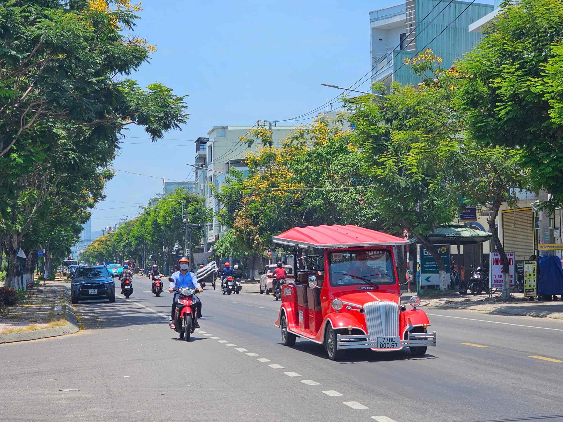 Thành phố biển Quy Nhơn rực rỡ sắc vàng hoa lim xẹt Thành phố biển Quy Nhơn rực rỡ sắc vàng hoa lim xẹt
