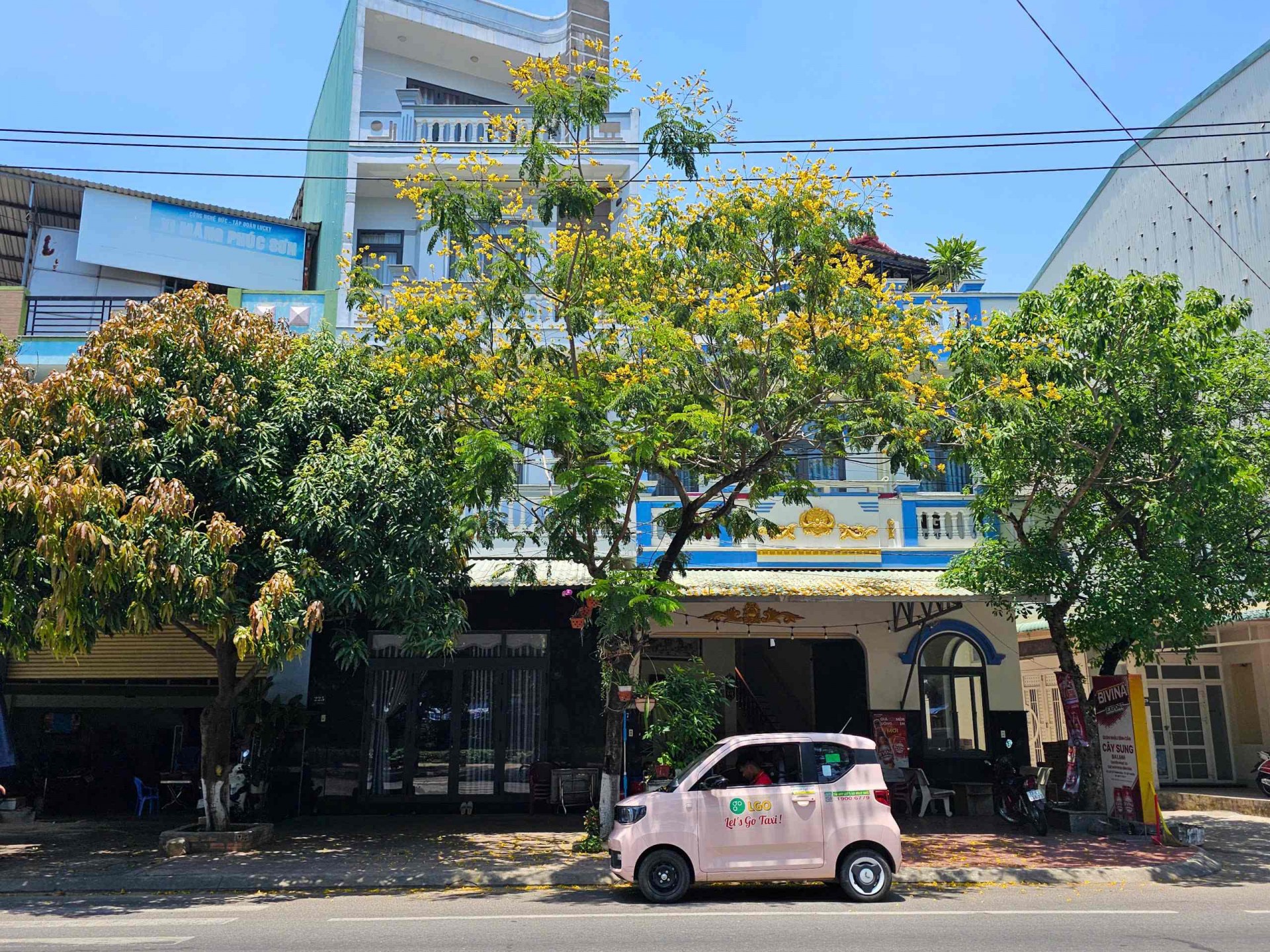 Thành phố biển Quy Nhơn rực rỡ sắc vàng hoa lim xẹt Thành phố biển Quy Nhơn rực rỡ sắc vàng hoa lim xẹt