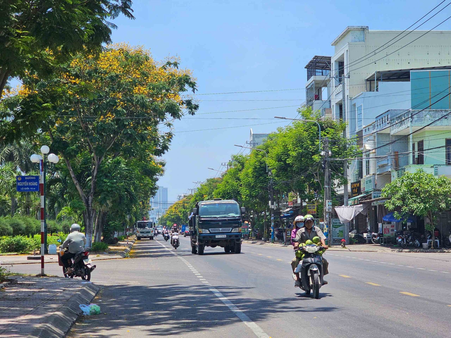 Thành phố biển Quy Nhơn rực rỡ sắc vàng hoa lim xẹt Thành phố biển Quy Nhơn rực rỡ sắc vàng hoa lim xẹt