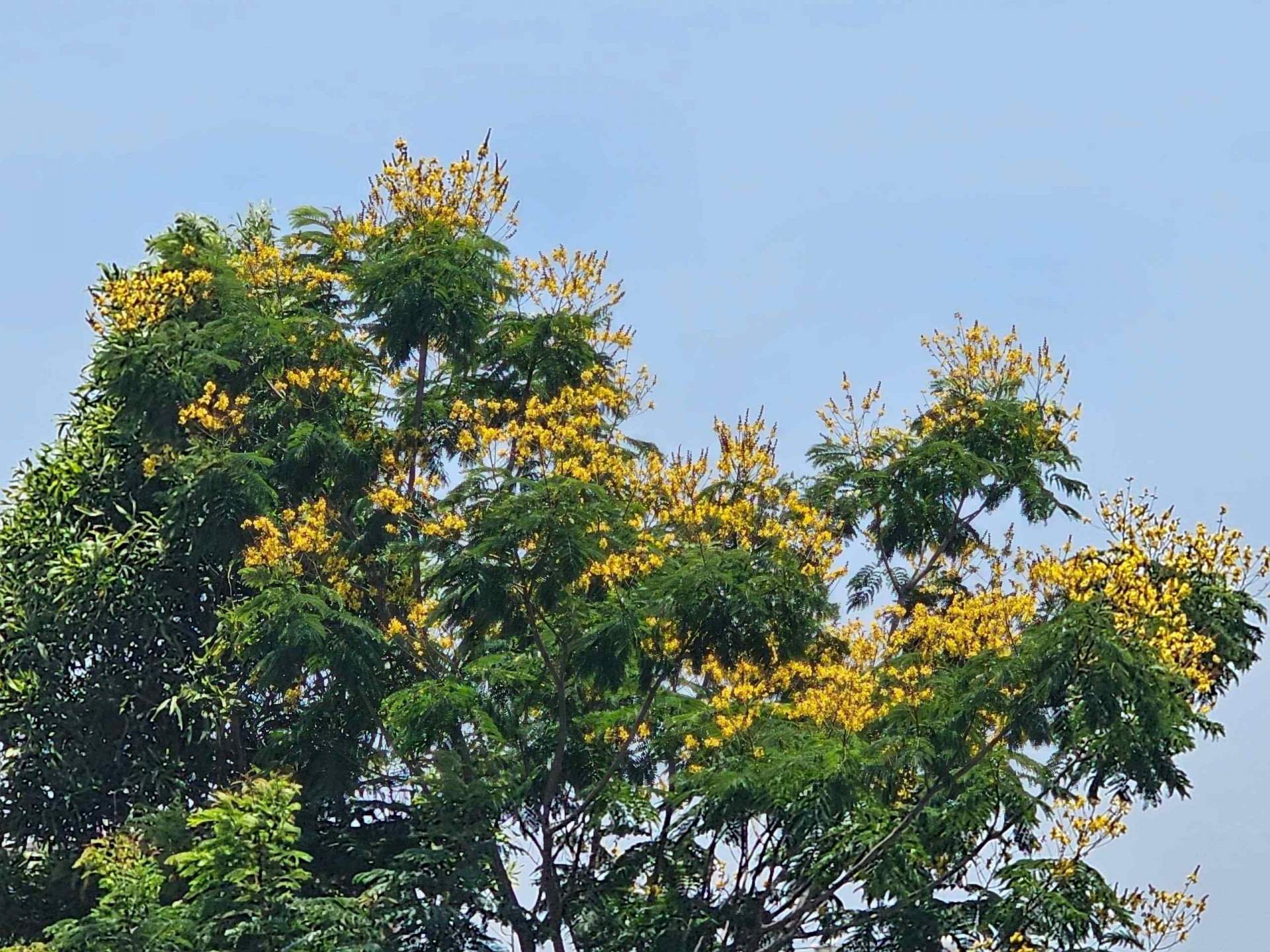 Thành phố biển Quy Nhơn rực rỡ sắc vàng hoa lim xẹt Thành phố biển Quy Nhơn rực rỡ sắc vàng hoa lim xẹt