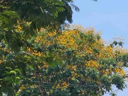 Thành phố biển Quy Nhơn rực rỡ sắc vàng hoa lim xẹt